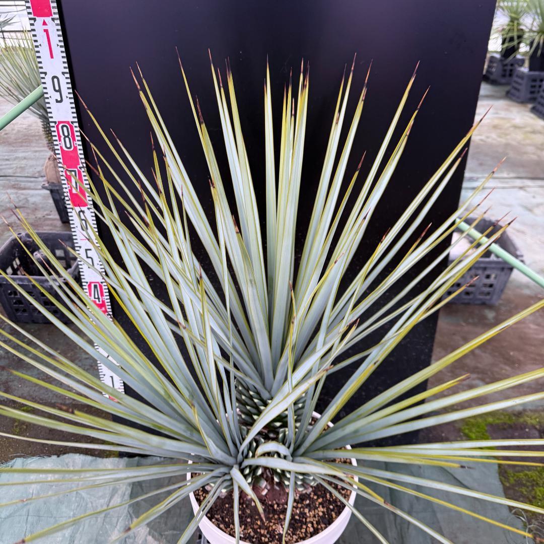 【AL1121】ユッカ　リギダ　超希少トリプルヘッド