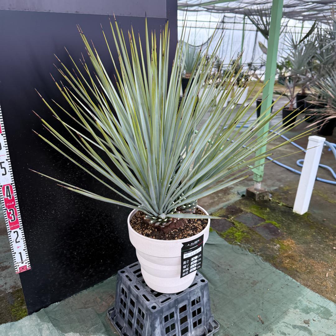 【AL1121】ユッカ　リギダ　超希少トリプルヘッド