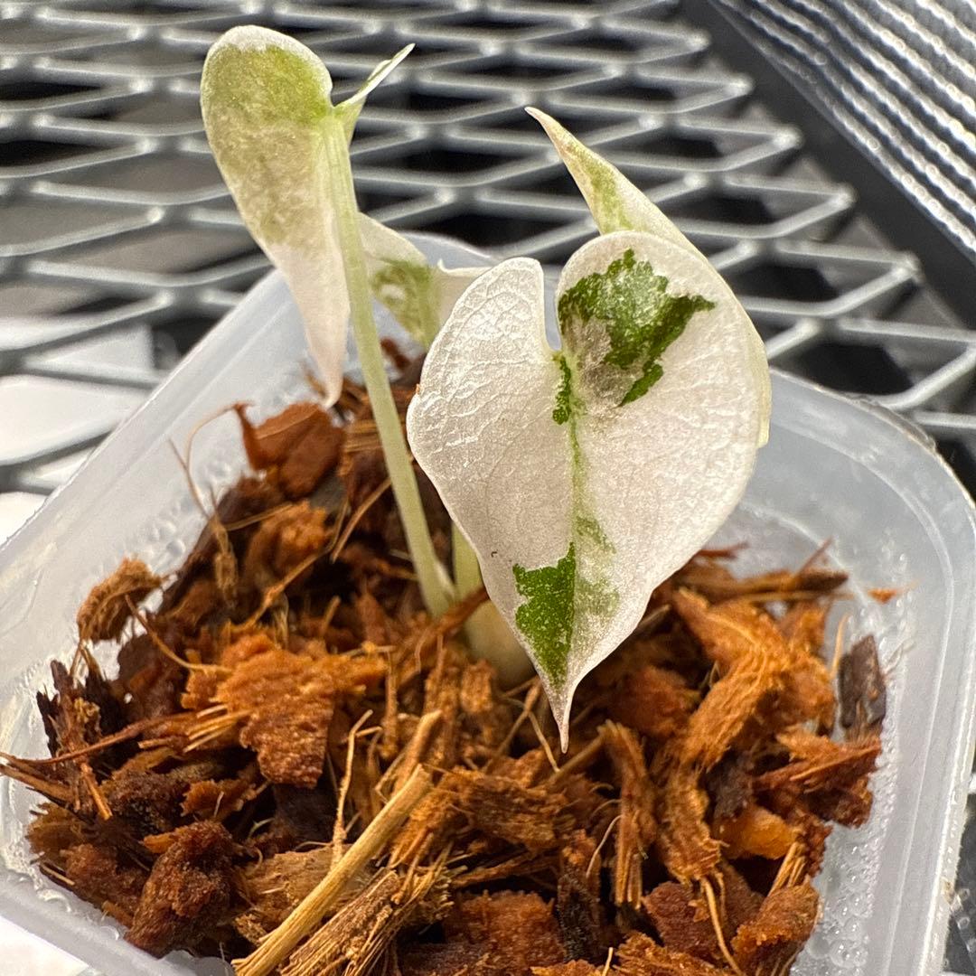 希少 アロカシア クプレア ピンク