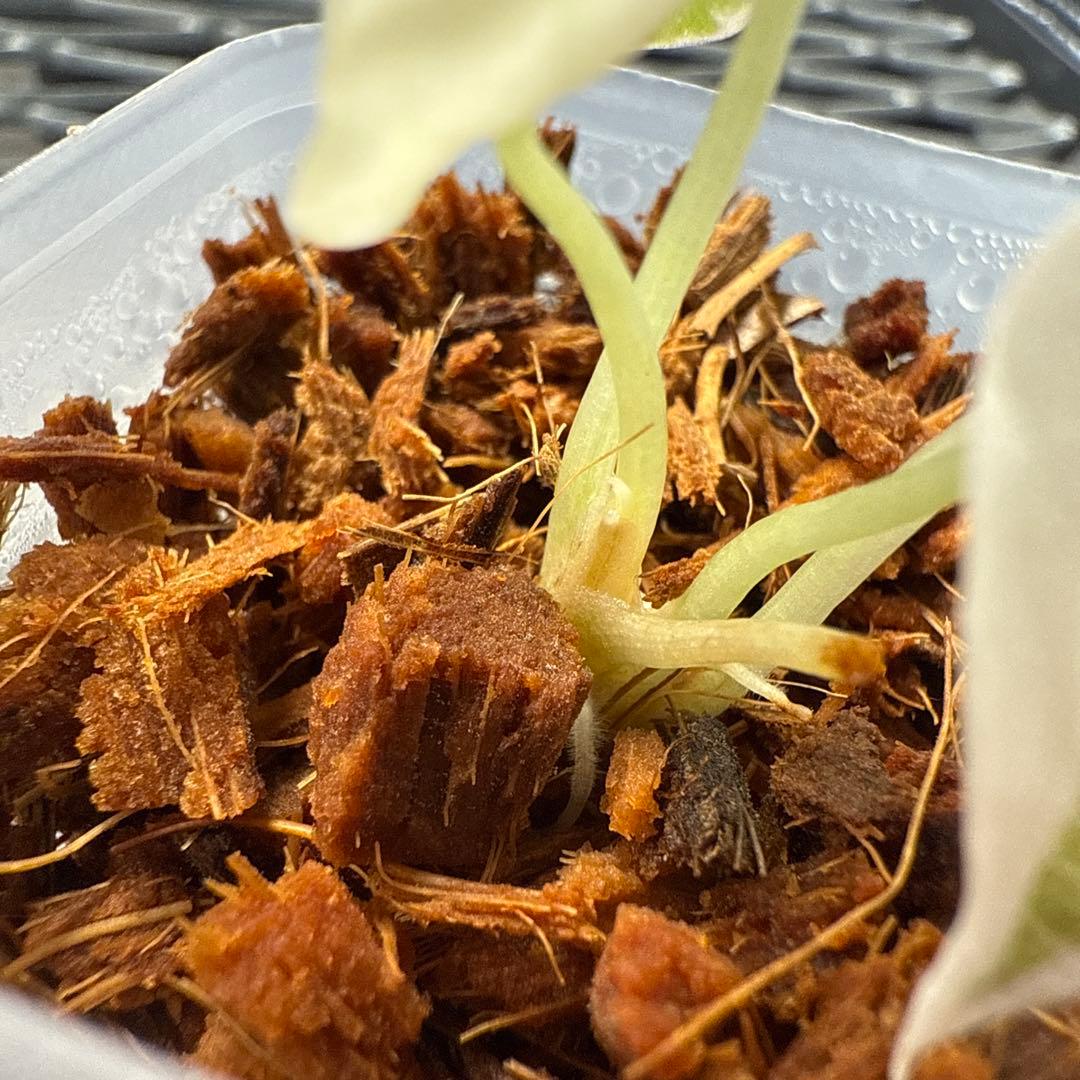 希少 アロカシア クプレア ピンク