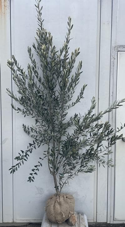 《現品》オリーブの木　シプレシーノ 樹高1.9ｍ（根鉢含まず）197【苗木/庭木