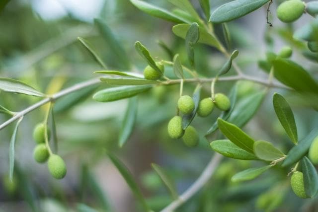 《現品》オリーブの木　シプレシーノ 樹高1.9ｍ（根鉢含まず）197【苗木/庭木