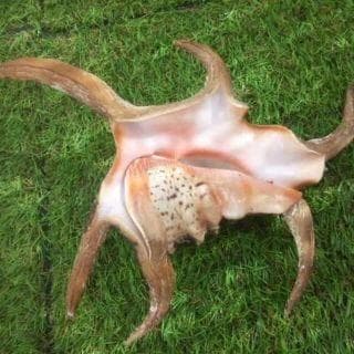 水字貝　スイジガイ　沖縄産 貝殻　火難除け・魔除け　自然 標本 コレクション