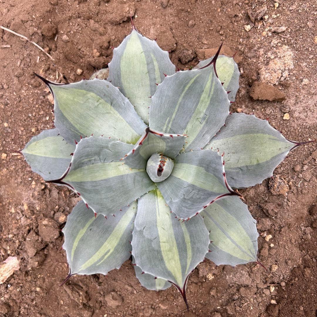 吉祥天錦　変わり斑