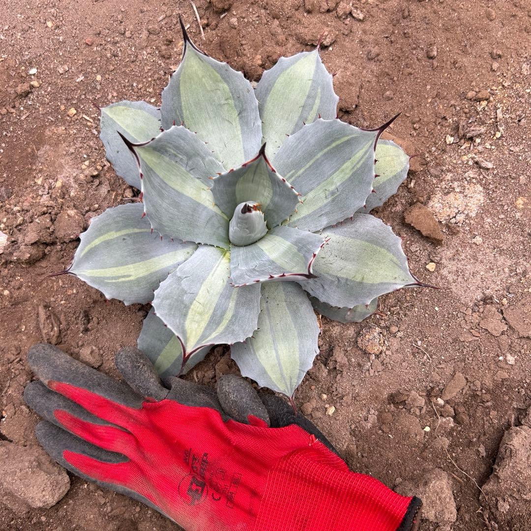 吉祥天錦　変わり斑