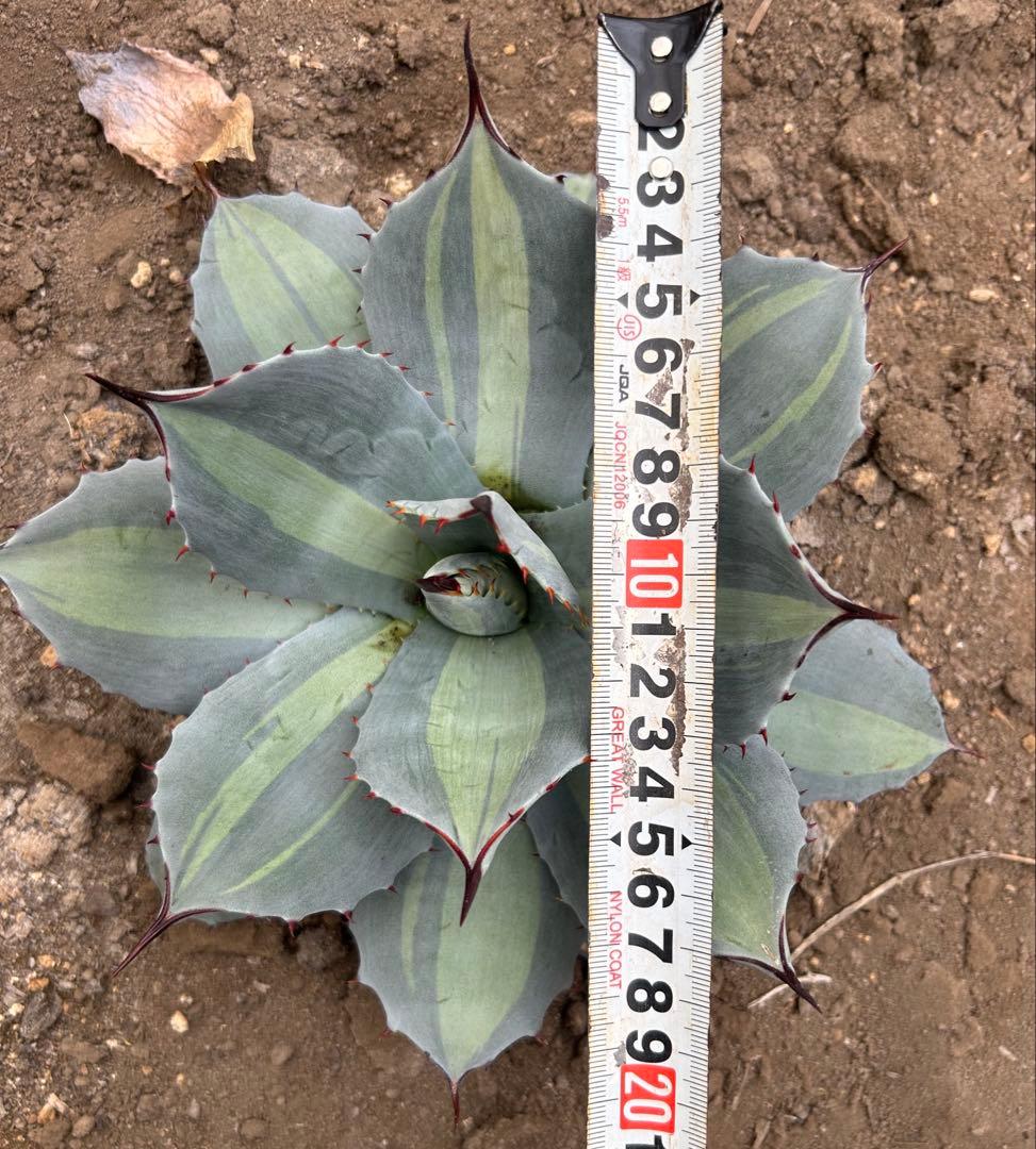 吉祥天錦　変わり斑