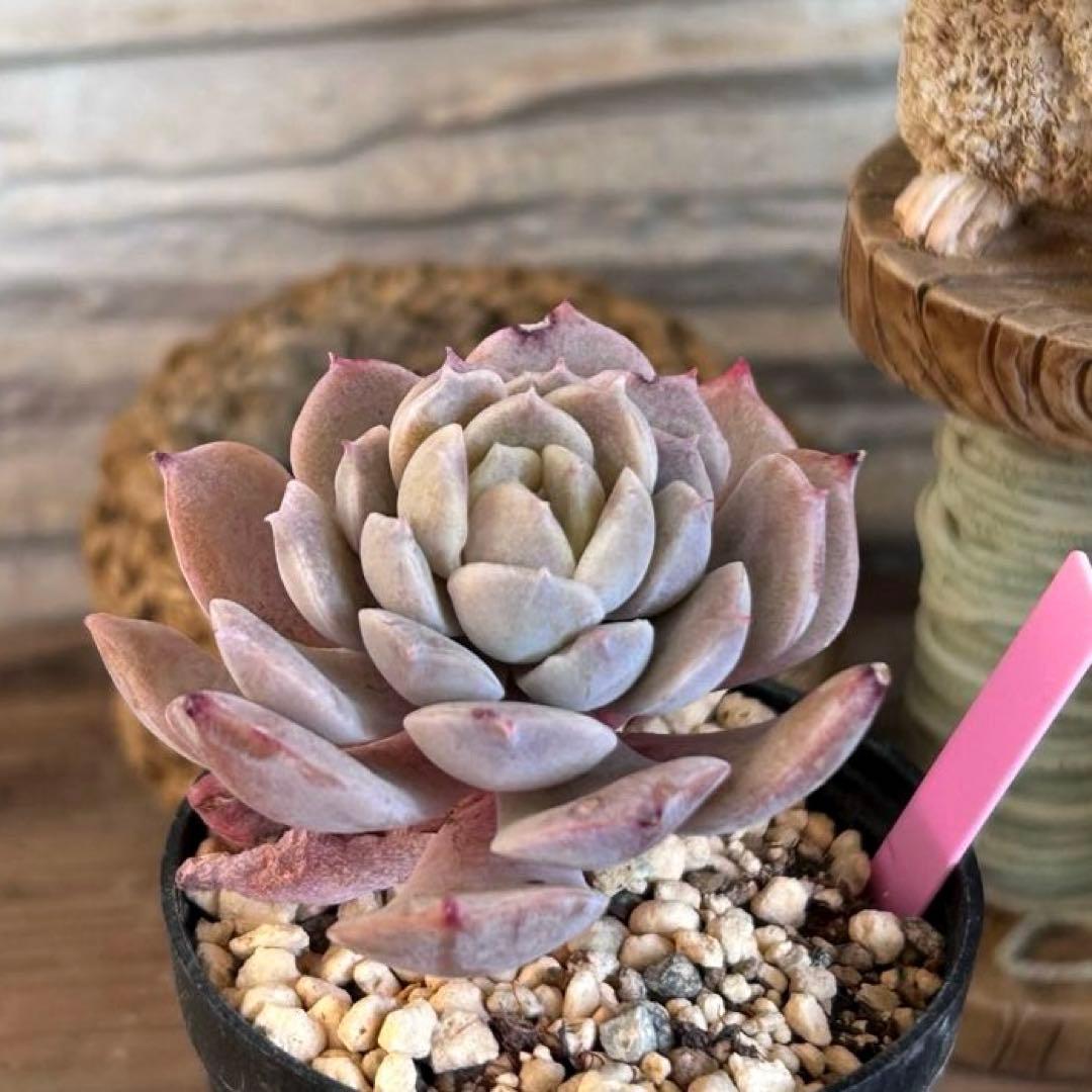 ❣️エリークイーン❣️現品 エケベリア 寄せ植え 多肉弁当 多肉植物