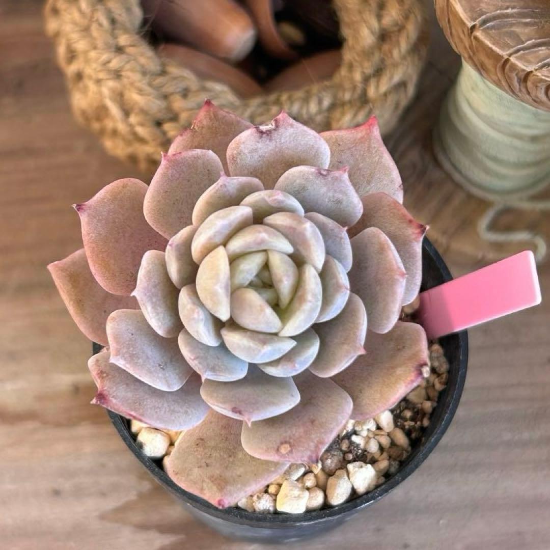 ❣️エリークイーン❣️現品 エケベリア 寄せ植え 多肉弁当 多肉植物