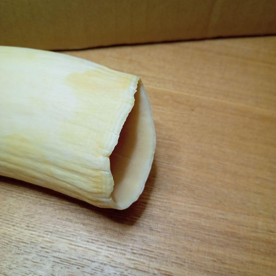 鯨歯