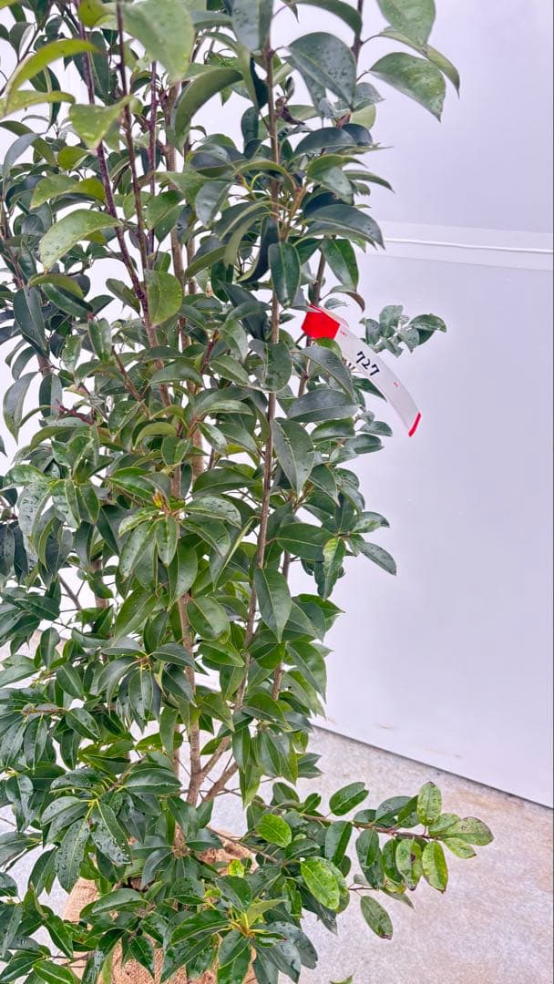 手頃なサイズ お庭の主役にどうぞ ソヨゴ 727 樹高1.6m位 株立 常緑樹