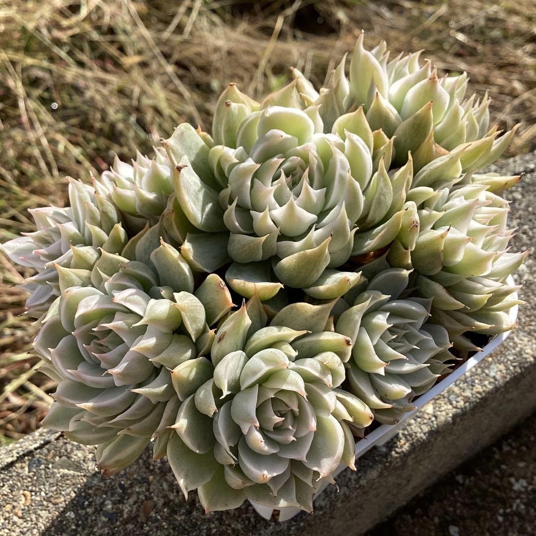 ハルビンゲリ錦　大苗　大群生　鉢ごと発送！