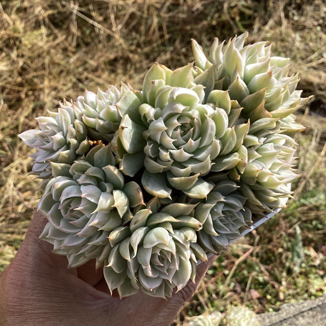 ハルビンゲリ錦　大苗　大群生　鉢ごと発送！