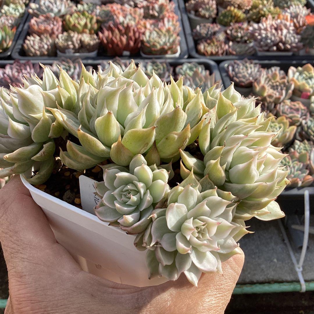 ハルビンゲリ錦　大苗　大群生　鉢ごと発送！