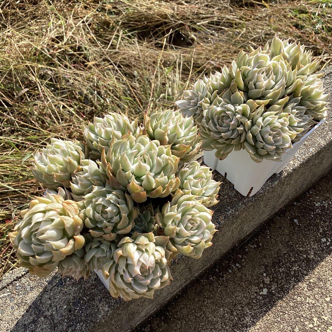 ハルビンゲリ錦　大苗　大群生　鉢ごと発送！