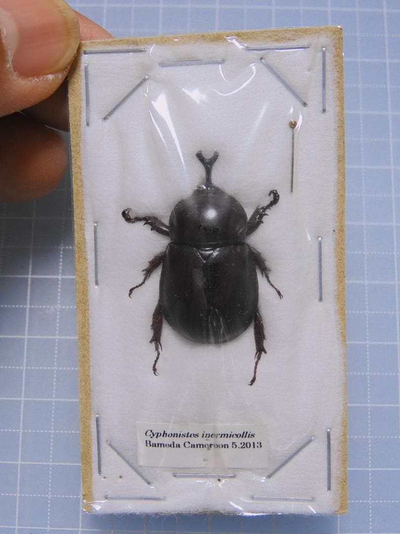 カメルーン産　イネルミコリスサスマタカブト　27mm