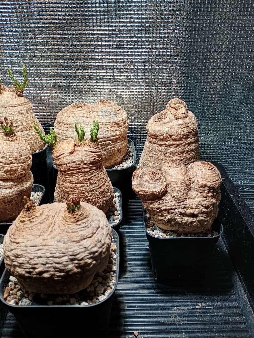 ユーフォルビア　デシドゥア　3頭　発根済⑪