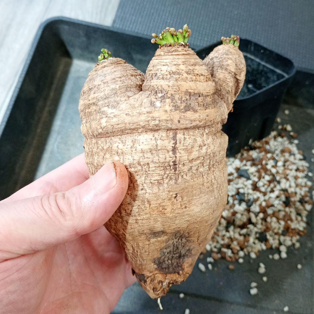 ユーフォルビア　デシドゥア　3頭　発根済⑪