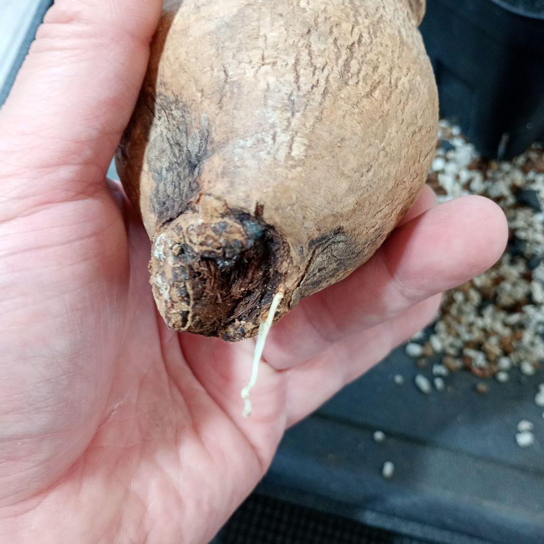 ユーフォルビア　デシドゥア　3頭　発根済⑪