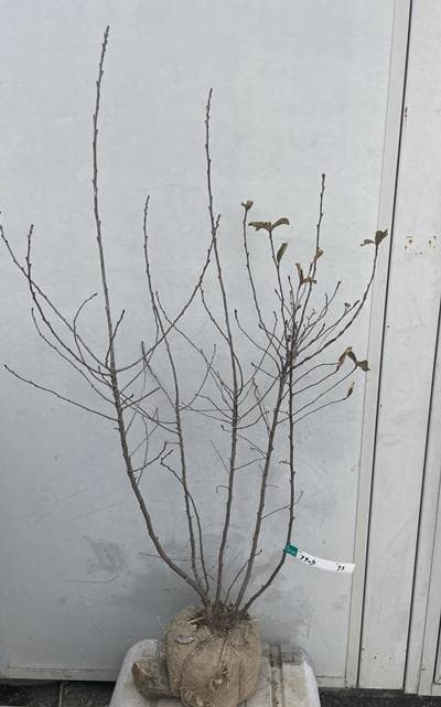 《現品》利休梅（リキュウバイ）樹高1.1ｍ（根鉢含まず）73【庭木/苗木/植木】