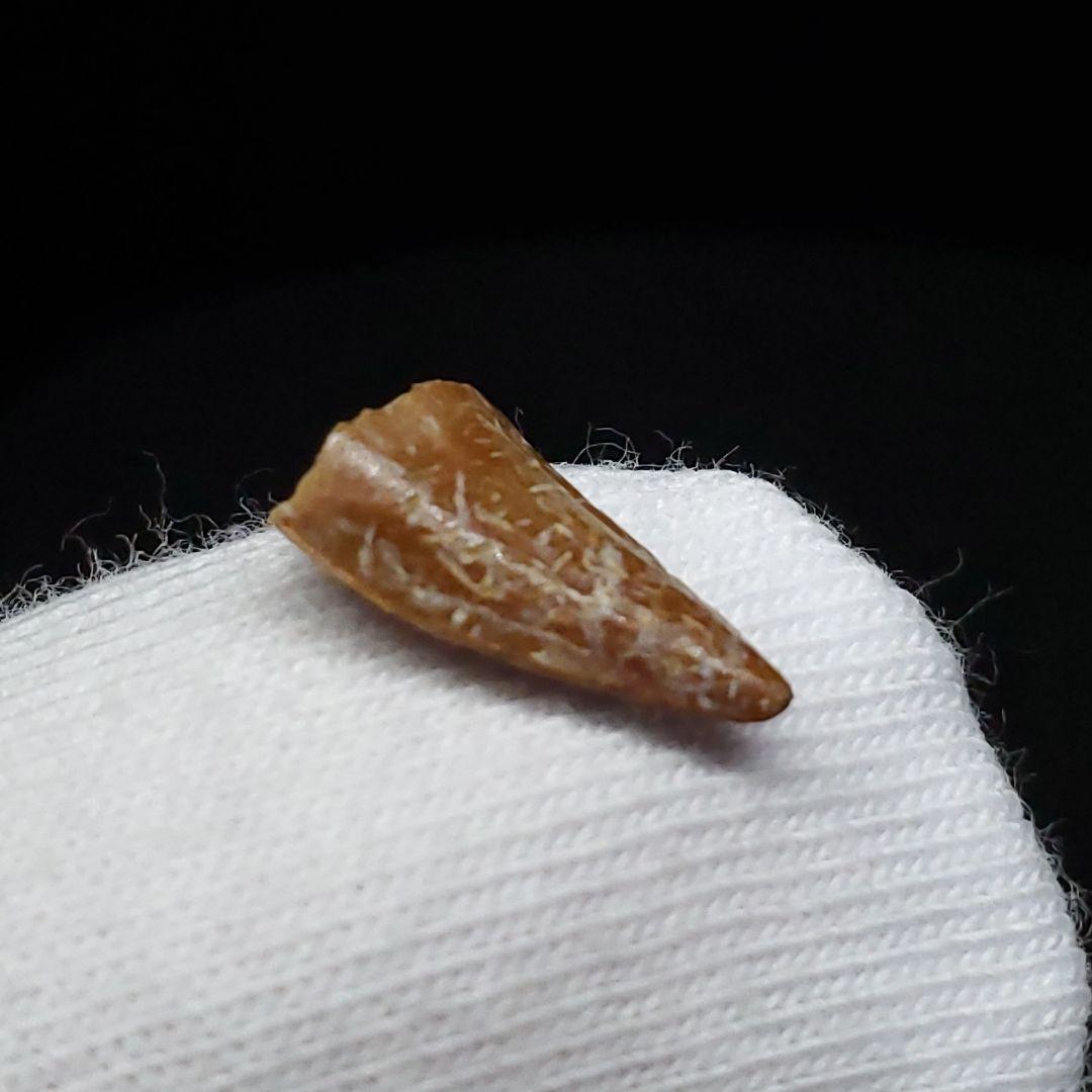 希少 ヴァリラプトル 化石 歯 恐竜 本物 フランス産 12.01mm fr86