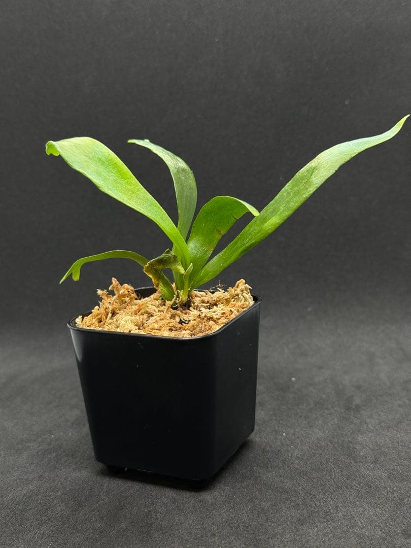 【RP】P.Rod Pattison sporelingロッドパティソン