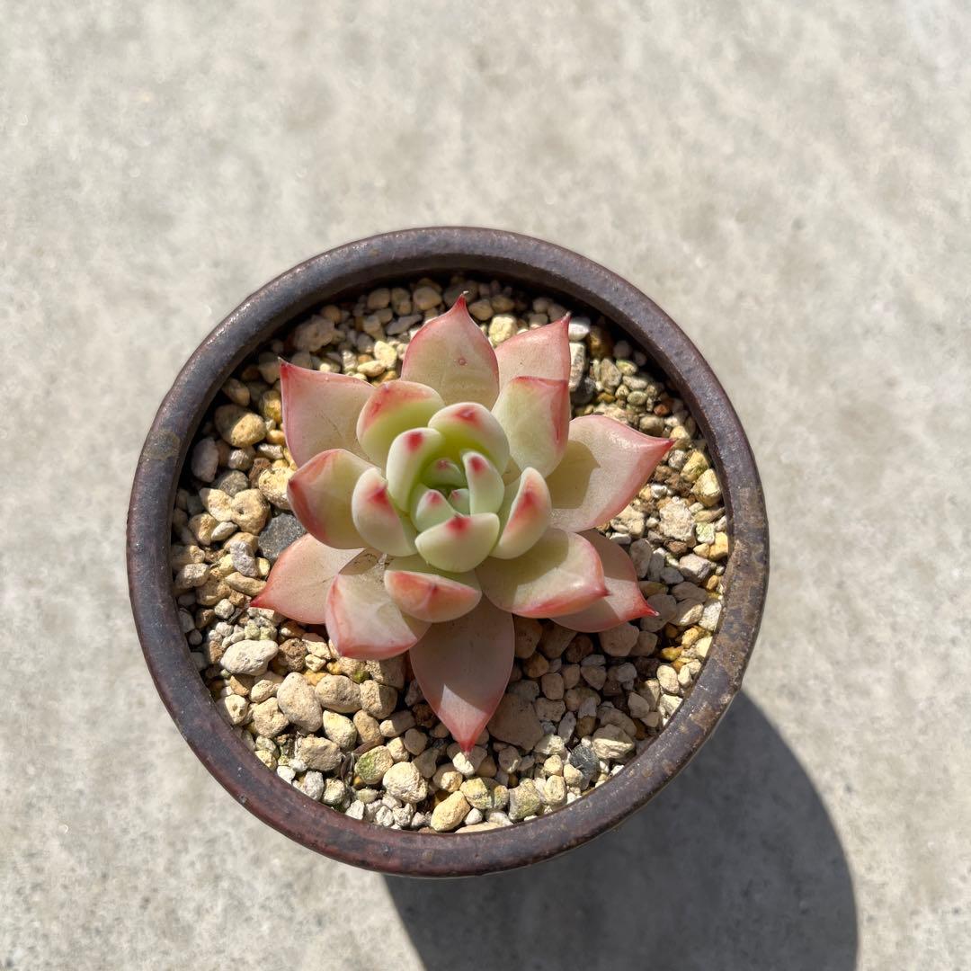 ホリコロ　リンゼアナ