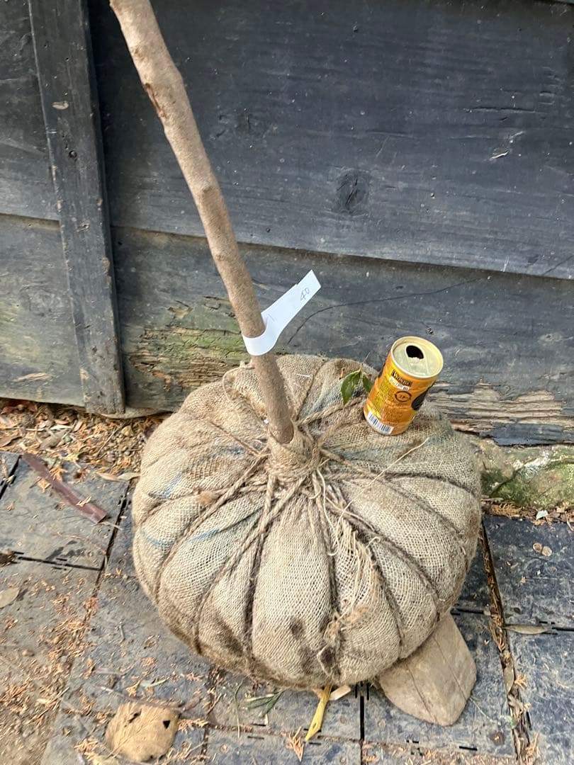 40 山採り　ヤマコウバシ