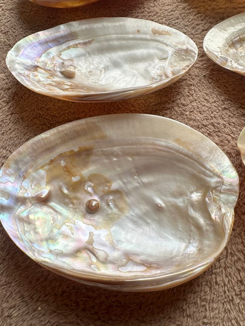 【未使用】天然パールシェル 貝皿 20枚 まとめ売り 浄化用 インテリア