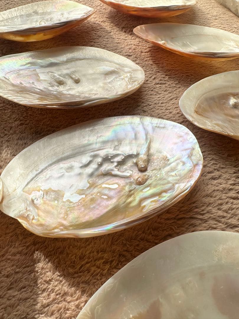 【未使用】天然パールシェル 貝皿 20枚 まとめ売り 浄化用 インテリア