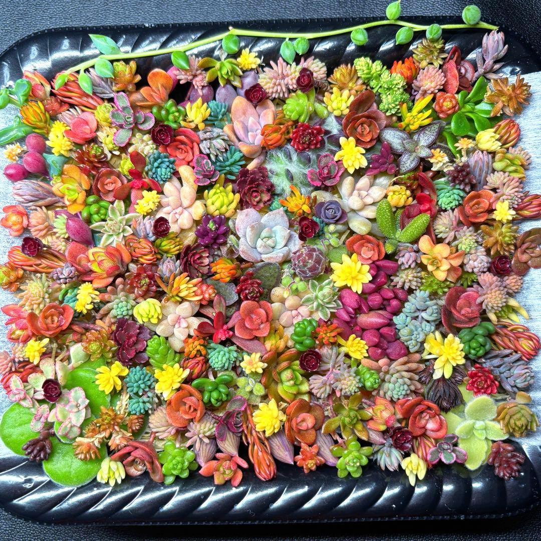 多肉植物　セダム　寄せ植え用　詰め合わせ　カット苗　ランダムパック　特注