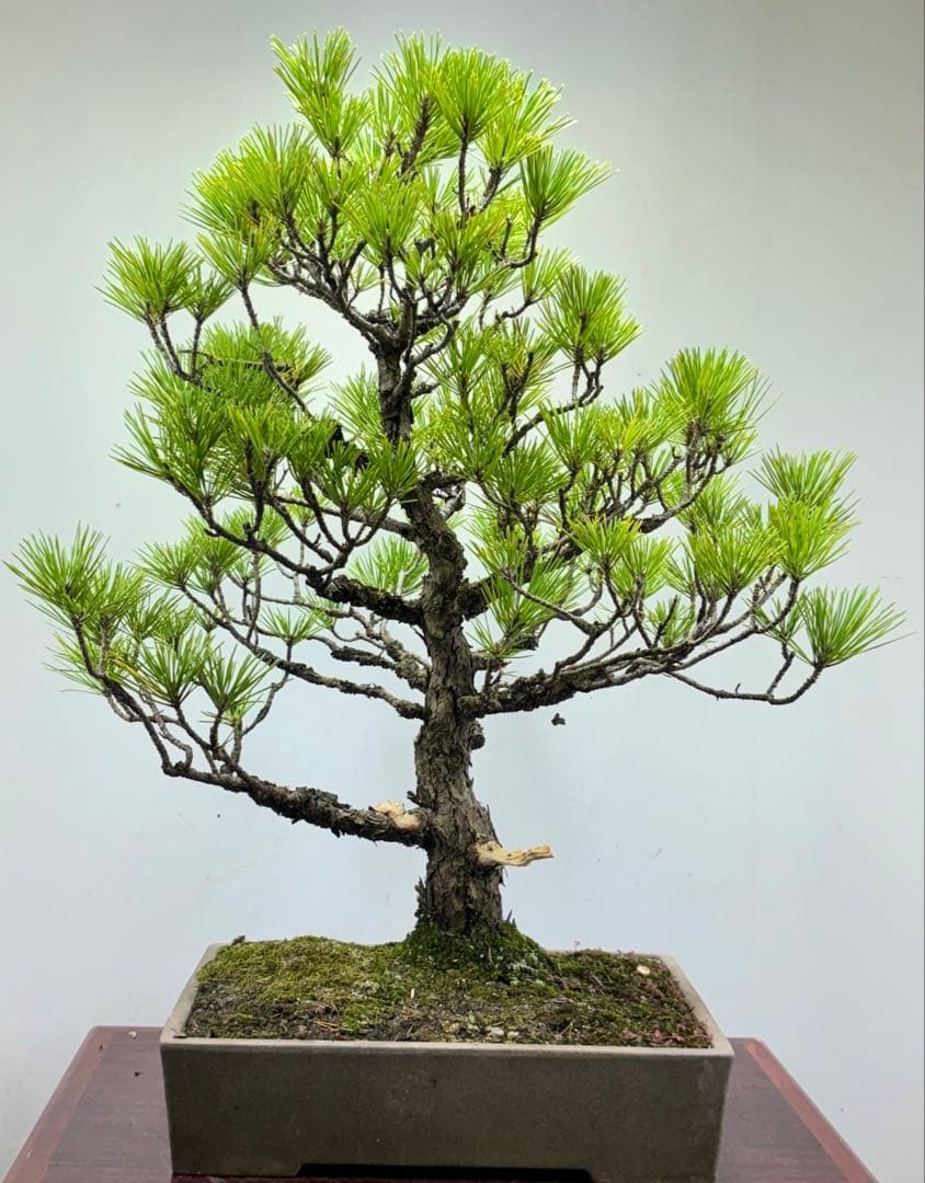マ*オ様 黒松盆栽❺☆☆☆☆☆
