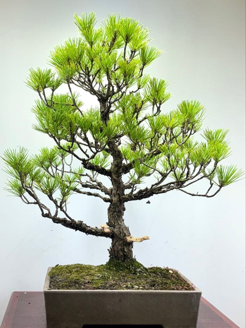 マ*オ様 黒松盆栽❺☆☆☆☆☆