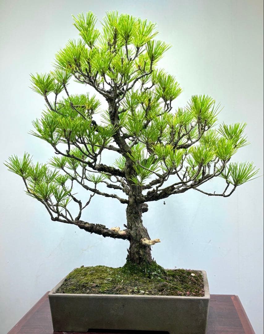 マ*オ様 黒松盆栽❺☆☆☆☆☆