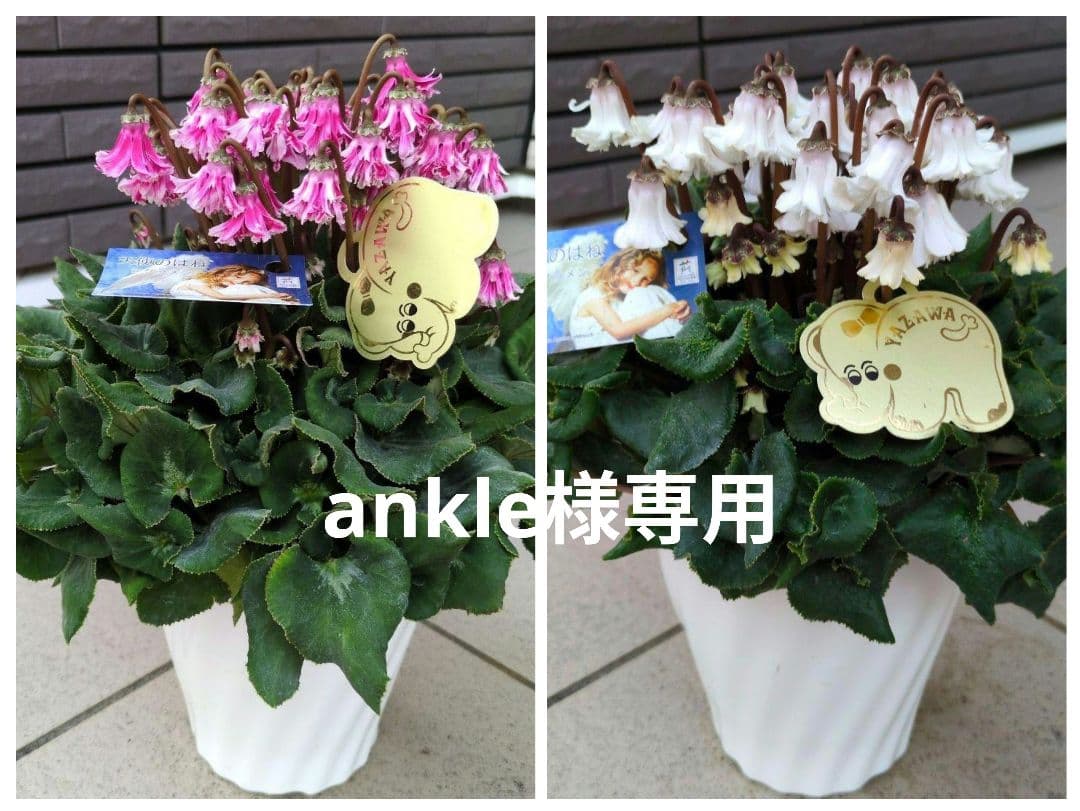 花鉢　シクラメン　天使のはね　５号鉢　白　ピンク　２鉢