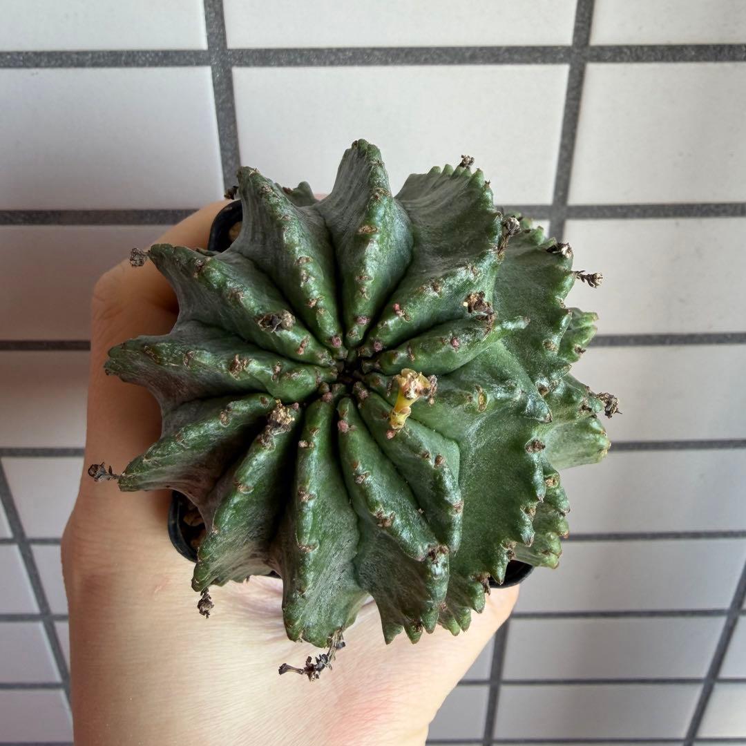 ユーフォルビア ホリダ モンスト？ 実生オス