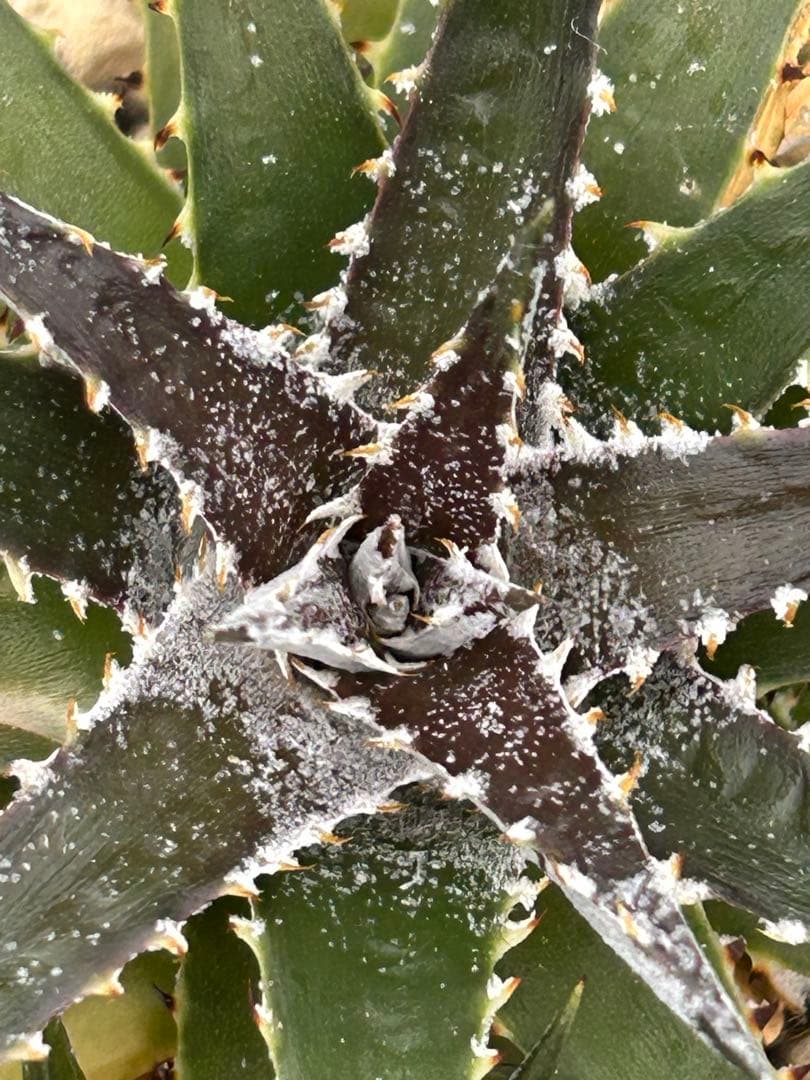 子株付 DBディッキア Dyckia Bill Baker hyb #134 ⑵