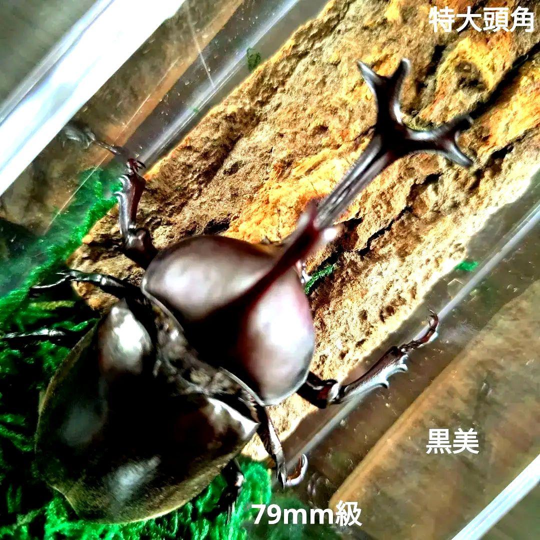 宝物特大黒野生ワイルドカブトムシ標本79mm頭角幅19mm胸角幅4.6mmぐらい