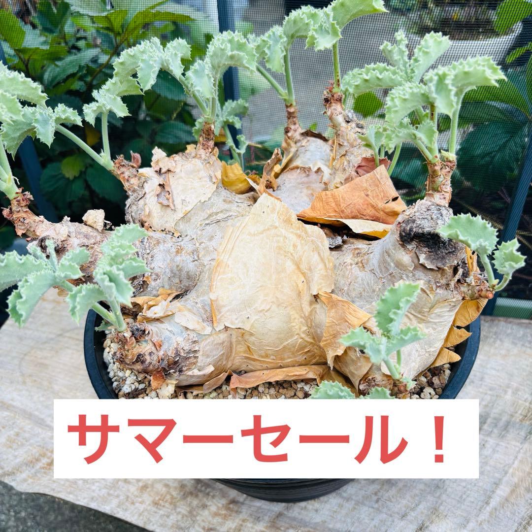 サマーセール！ 特大 扁平株 キフォステンマ ウター マクロプス 発根済 現地球