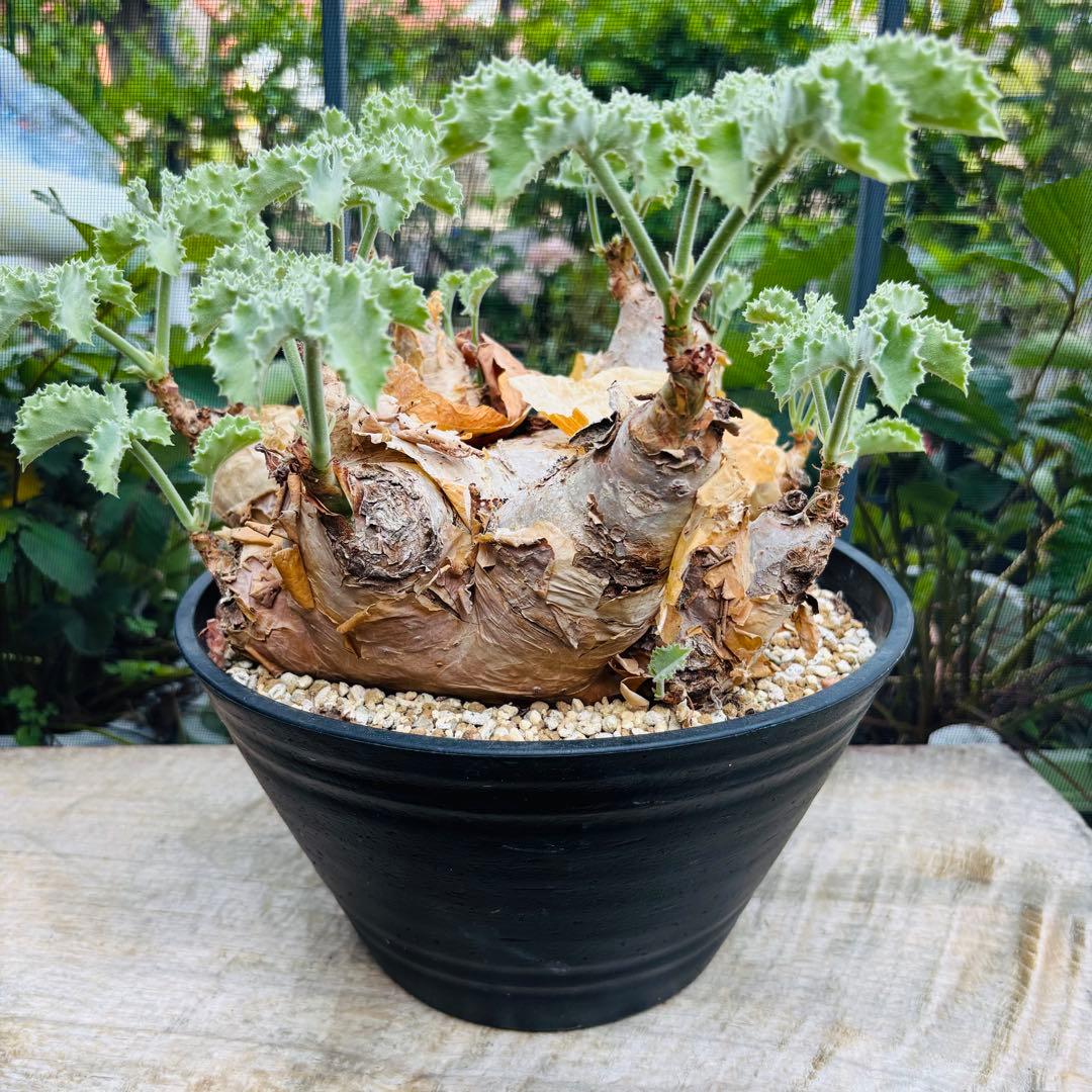 サマーセール！ 特大 扁平株 キフォステンマ ウター マクロプス 発根済 現地球