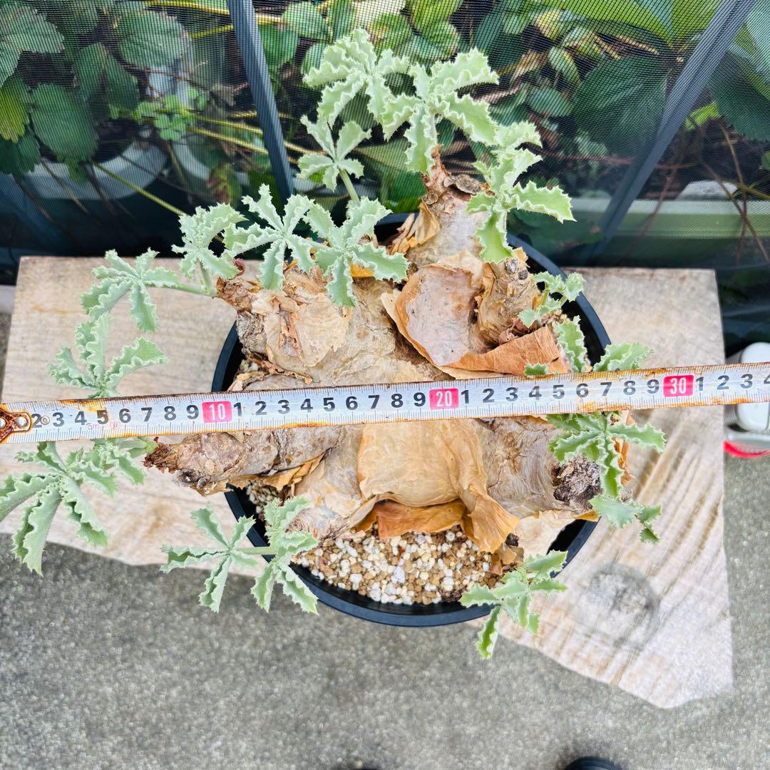 サマーセール！ 特大 扁平株 キフォステンマ ウター マクロプス 発根済 現地球