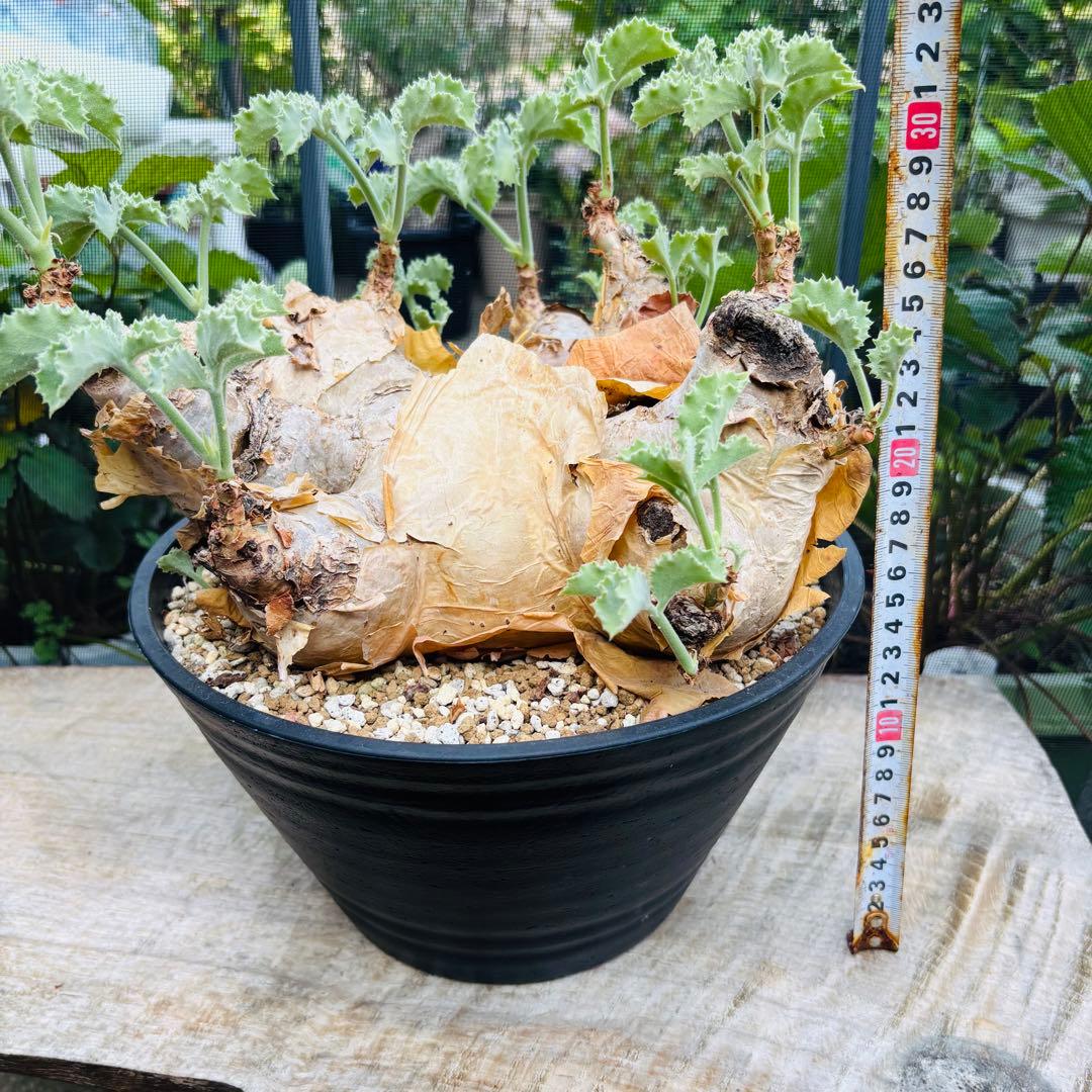 サマーセール！ 特大 扁平株 キフォステンマ ウター マクロプス 発根済 現地球