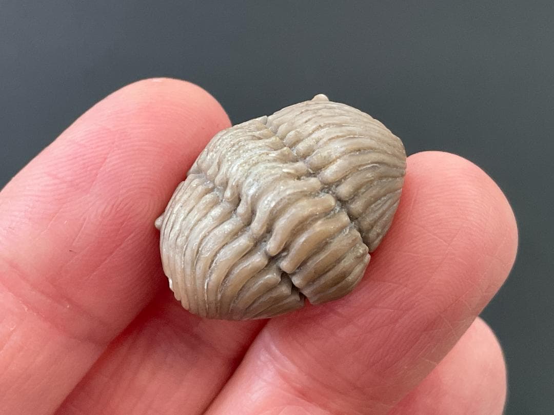 三葉虫 プリオメラ [TB12] 化石