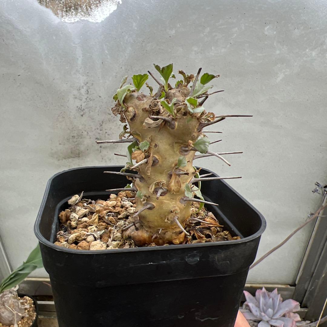 モンソニア　クラシカウリス