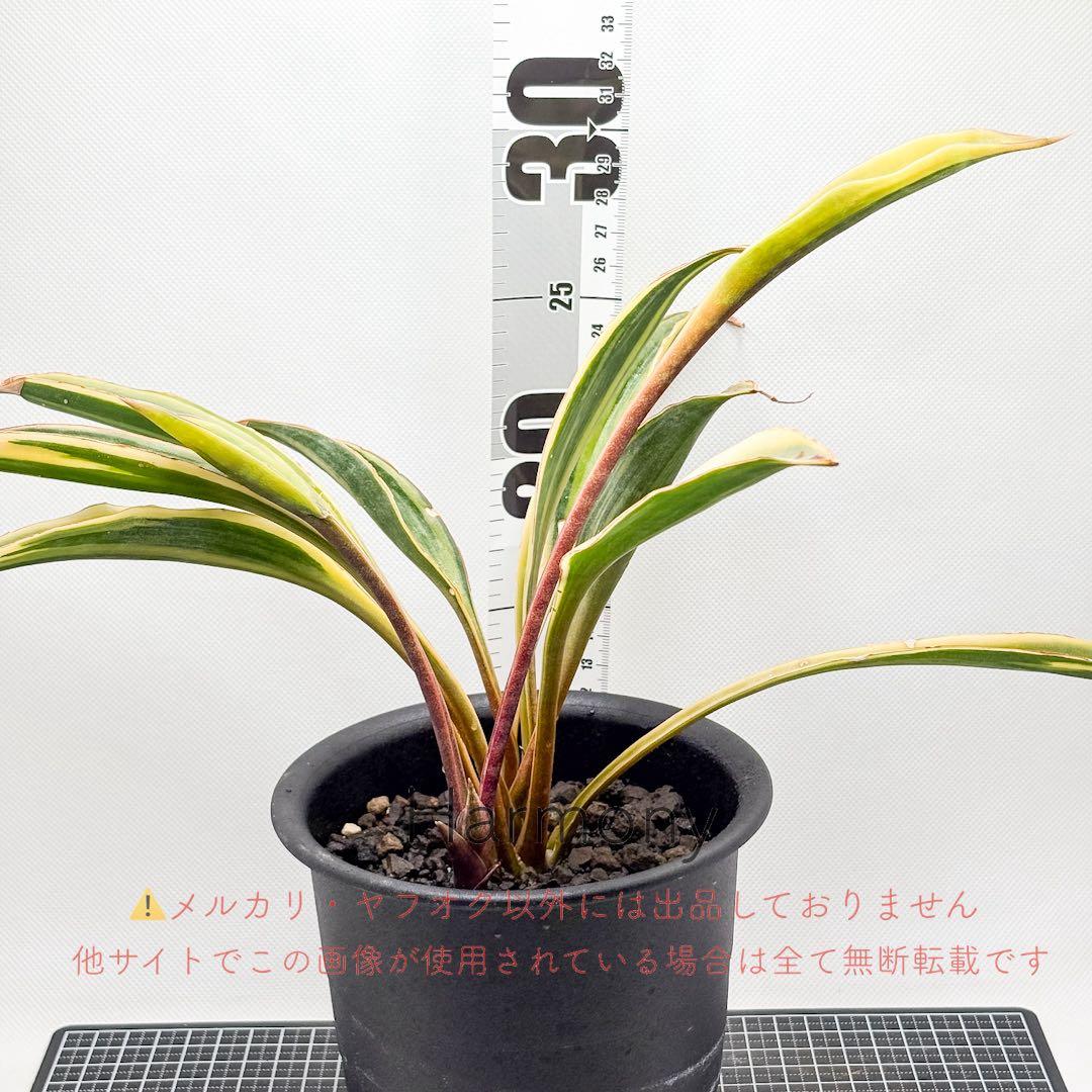 サンスベリア サドワラ 斑入り 子株 サンセベリア sansevieria
