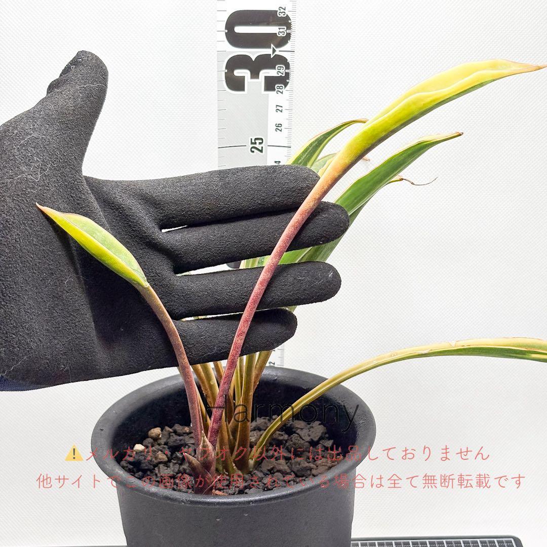 サンスベリア サドワラ 斑入り 子株 サンセベリア sansevieria
