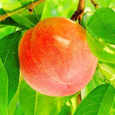 【オーダーページ】いろんな果樹栽培 穂木 挿し木 接ぎ木 苗木づくりに♪