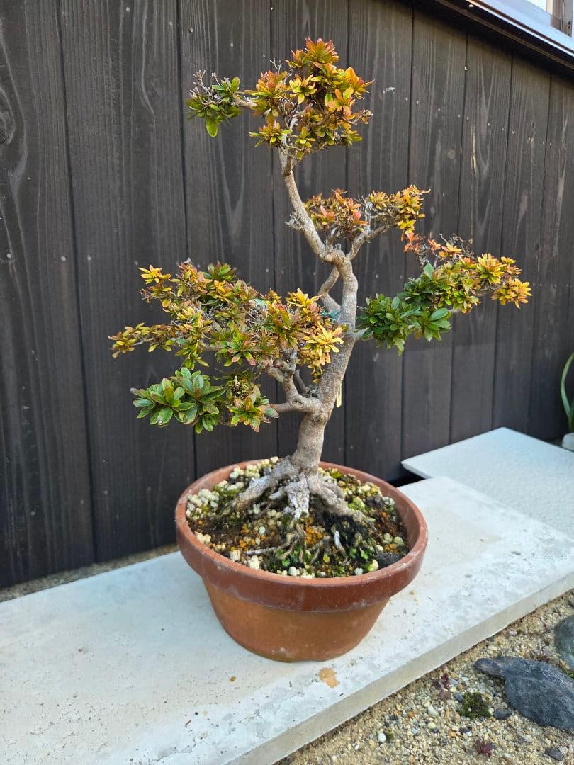 皐月盆栽「吾妻錦」