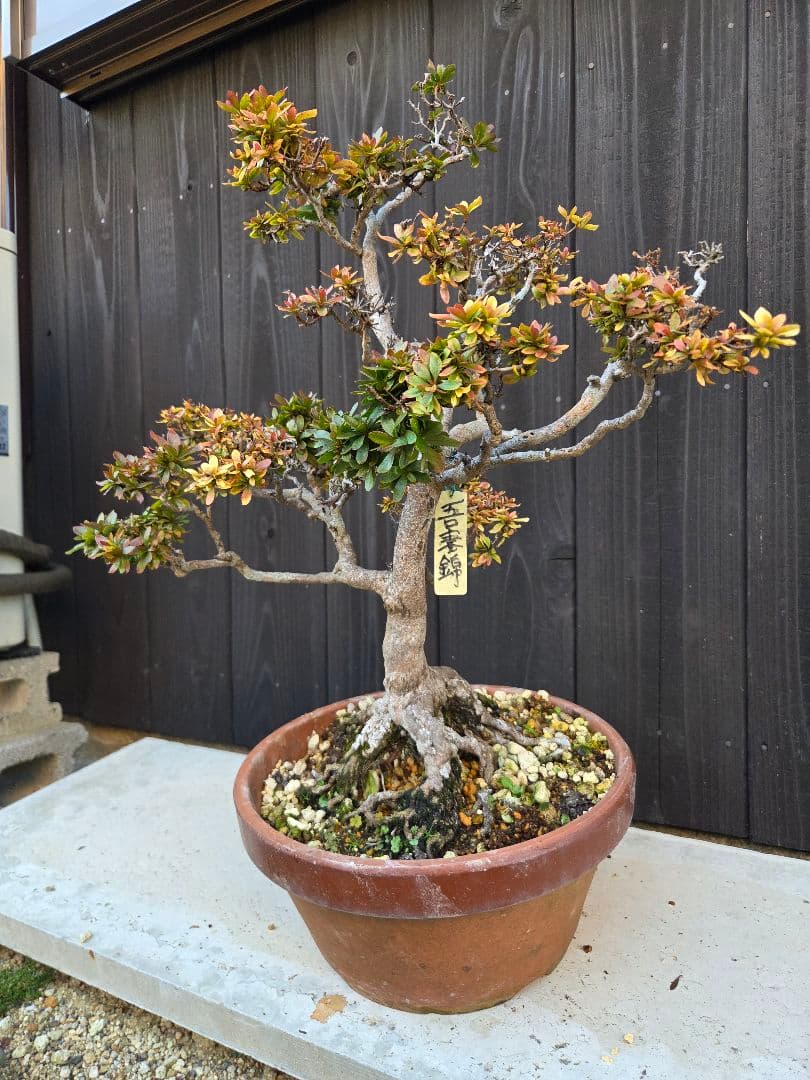 皐月盆栽「吾妻錦」