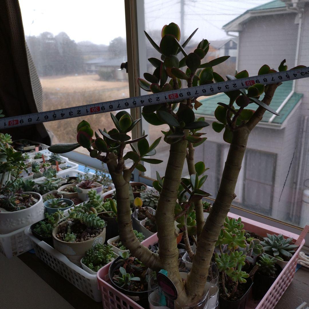 多肉植物　金のなる木　黄金姫花月？　かなり超特大苗　抜き苗　古株年代物