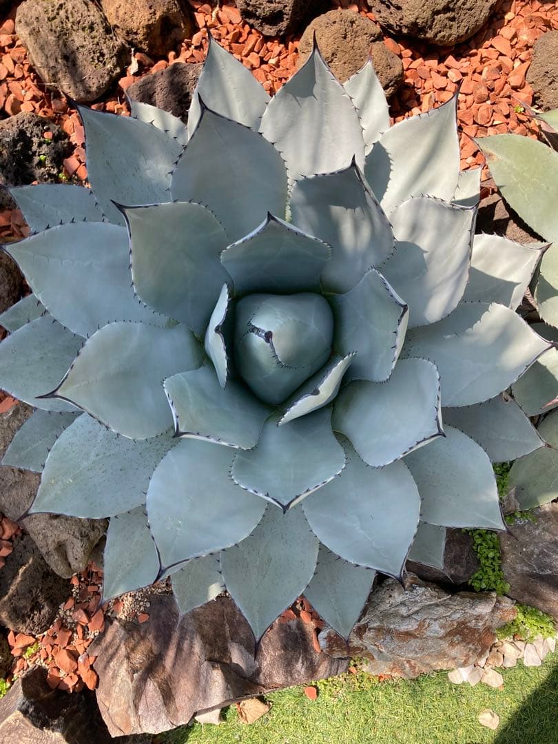 アガベ　パリーホーチエンシス　吉祥天　大株